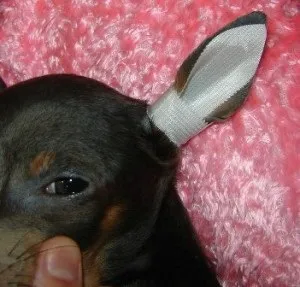 Вуха чихуахуа, decordog