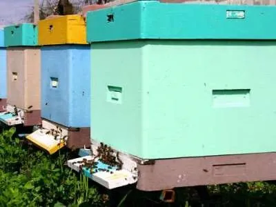Вулики з пінополістиролу своїми руками креслення, фото, виготовлення (своїми) Вулики з пінополістиролу своїми руками креслення, фото, виготовлення