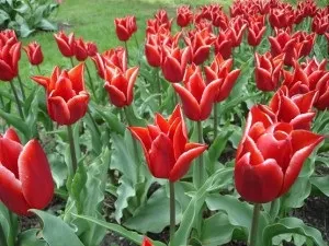 Догляд за тюльпанами навесні, улюблена дача, сад і город (догляд тюльпанами навесні) Догляд за тюльпанами навесні, улюблена дача, сад і город