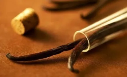 Ваніль корисні властивості і протипоказання, запах і масло, застосування (корисні) Ваніль корисні властивості і протипоказання, запах і масло, застосування