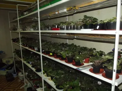 Затишне житло або стелаж для фіалок (стелаж для фіалок інсткуція як зробити) Затишне житло або стелаж для фіалок