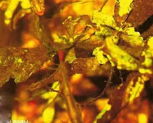 Найкорисніші водорослеед