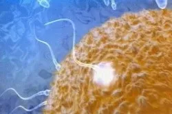 Вплив алкоголю на сперму, її якість і здатність до запліднення (вплив алкоголь якість сперма) Вплив алкоголю на сперму, її якість і здатність до запліднення