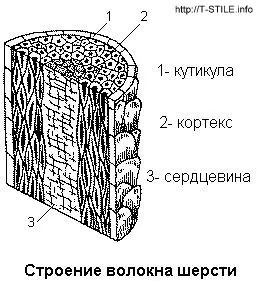 волокно вовни