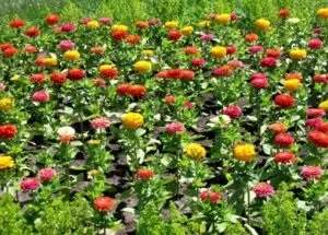 Вирощування майорця на клумбі посадка на розсаду і догляд у відкритому грунті (посадка) Вирощування майорця на клумбі посадка на розсаду і догляд у відкритому грунті