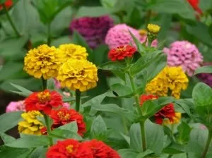 Вирощування майорця на клумбі посадка на розсаду і догляд у відкритому грунті (майорця) Вирощування майорця на клумбі посадка на розсаду і догляд у відкритому грунті