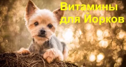 Вітаміни для йорков