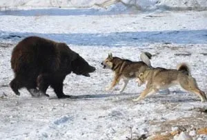 Східносибірська лайка опис породи - моя собака (східно-сибірської лайки Східносибірська лайка) Східно-сибірська лайка опис породи - моя собака