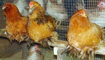 Характеристика породи курей вушанка лохмоногая з фотографіями її представників (лохмоногая) Характеристика породи курей вушанка лохмоногая з фотографіями її представників