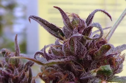 When should you harvest cannabis, dutch passion (dutch) When should you harvest cannabis, dutch passion