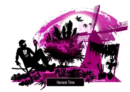 When should you harvest cannabis, dutch passion (dutch) When should you harvest cannabis, dutch passion