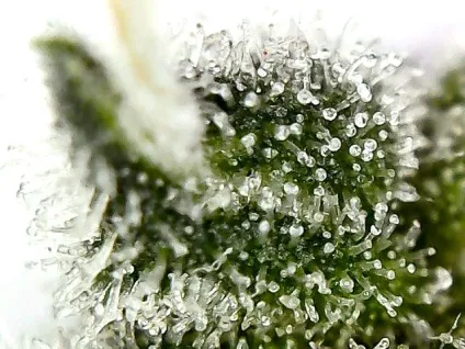 When should you harvest cannabis, dutch passion (passion) When should you harvest cannabis, dutch passion