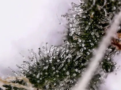 When should you harvest cannabis, dutch passion (dutch) When should you harvest cannabis, dutch passion