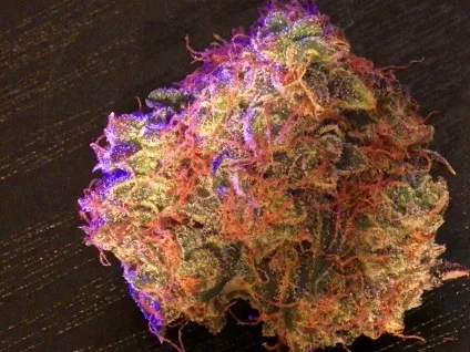 When should you harvest cannabis, dutch passion (cannabis) When should you harvest cannabis, dutch passion