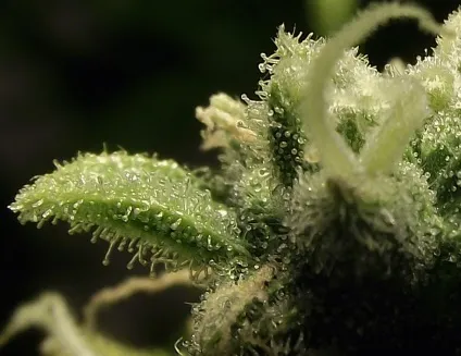 When should you harvest cannabis, dutch passion (passion) When should you harvest cannabis, dutch passion