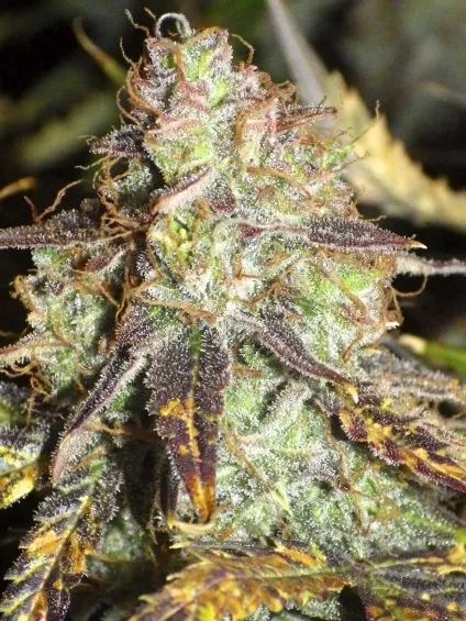 When should you harvest cannabis, dutch passion (cannabis) When should you harvest cannabis, dutch passion