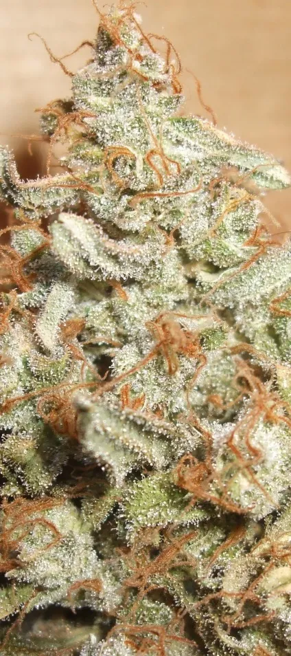 When should you harvest cannabis, dutch passion (harvest) When should you harvest cannabis, dutch passion