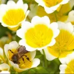 Жовті квіти, красиві ідеї для саду (квіти) Жовті квіти, красиві ідеї для саду