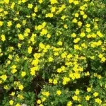 Жовті квіти, красиві ідеї для саду (квітники і клумби) Жовті квіти, красиві ідеї для саду