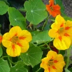 Жовті квіти, красиві ідеї для саду (квітники) Жовті квіти, красиві ідеї для саду
