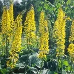 Жовті квіти, красиві ідеї для саду (саду) Жовті квіти, красиві ідеї для саду