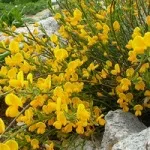 Жовті квіти, красиві ідеї для саду (квітники і клумби) Жовті квіти, красиві ідеї для саду
