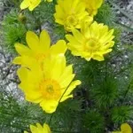 Жовті квіти, красиві ідеї для саду (квітники) Жовті квіти, красиві ідеї для саду