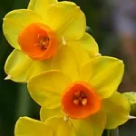 Жовті квіти, красиві ідеї для саду (квітники і клумби) Жовті квіти, красиві ідеї для саду