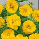 Жовті квіти, красиві ідеї для саду (квітники і клумби) Жовті квіти, красиві ідеї для саду