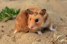Запах від хом'яка, мої домашні вихованці (домашні хом'яки) Запах від хом'яка, мої домашні вихованці