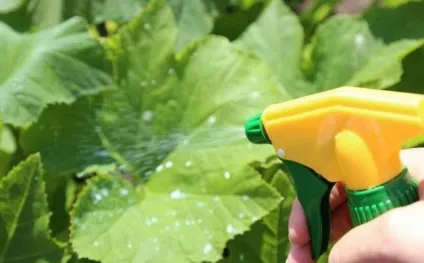 Жовтіють зародки огірків в теплиці що робити чому не ростуть листя, жовті і сохнуть по краях, (жовтіють зародки огірків в теплиці що робити) Жовтіють зародки огірків в теплиці що робити чому не ростуть листя, жовті і сохнуть по краях,