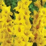 Жовті квіти, красиві ідеї для саду (квіти) Жовті квіти, красиві ідеї для саду