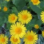 Жовті квіти, красиві ідеї для саду (жовті) Жовті квіти, красиві ідеї для саду