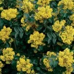 Жовті квіти, красиві ідеї для саду (жовті) Жовті квіти, красиві ідеї для саду