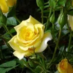 Жовті квіти, красиві ідеї для саду (саду) Жовті квіти, красиві ідеї для саду