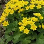 Жовті квіти, красиві ідеї для саду (квітники) Жовті квіти, красиві ідеї для саду