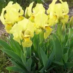 Жовті квіти, красиві ідеї для саду (квіти) Жовті квіти, красиві ідеї для саду