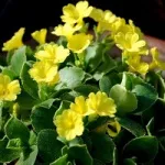 Жовті квіти, красиві ідеї для саду (квітники і клумби) Жовті квіти, красиві ідеї для саду