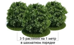 Жива огорожа своїми руками - які рослини вибрати відео (Жива огорожа своїми) Жива огорожа своїми руками - які рослини вибрати відео