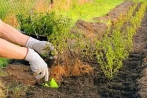 Жива огорожа своїми руками (огорожа) Жива огорожа своїми руками