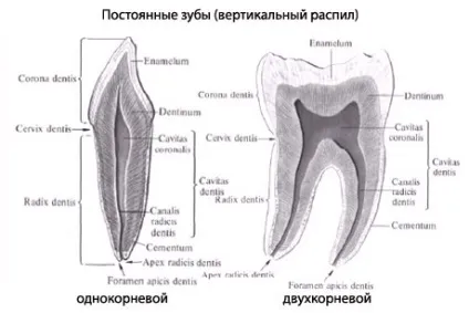 Зуби людини, анатомія зубів, будова, функції, картинки на eurolab (зуби) Зуби людини, анатомія зубів, будова, функції, картинки на eurolab