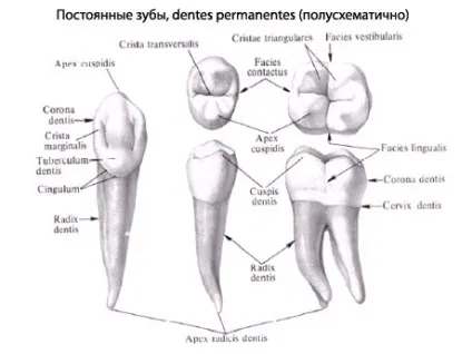 Зуби людини, анатомія зубів, будова, функції, картинки на eurolab (функції зубів) Зуби людини, анатомія зубів, будова, функції, картинки на eurolab