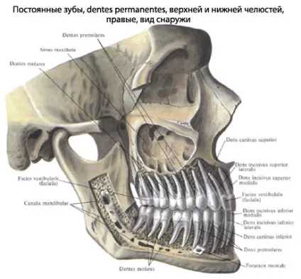 Зуби людини, анатомія зубів, будова, функції, картинки на eurolab (анатомія людини) Зуби людини, анатомія зубів, будова, функції, картинки на eurolab