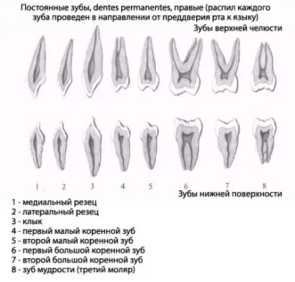 Зуби людини, анатомія зубів, будова, функції, картинки на eurolab (зубів) Зуби людини, анатомія зубів, будова, функції, картинки на eurolab