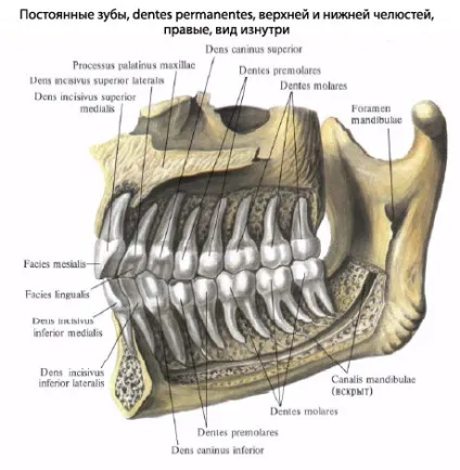 Зуби людини, анатомія зубів, будова, функції, картинки на eurolab (медицина) Зуби людини, анатомія зубів, будова, функції, картинки на eurolab