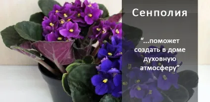 10 магічних рослин, які варто завести вдома