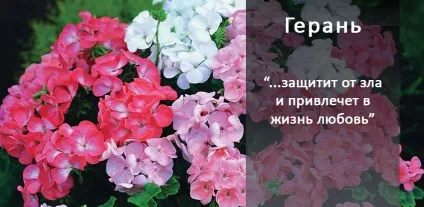 10 магічних рослин, які варто завести вдома