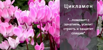 10 магічних рослин, які варто завести вдома