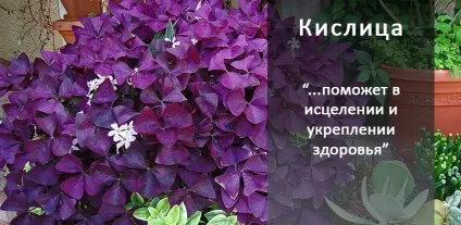 10 магічних рослин, які варто завести вдома