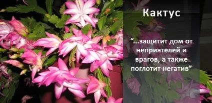10 магічних рослин, які варто завести вдома